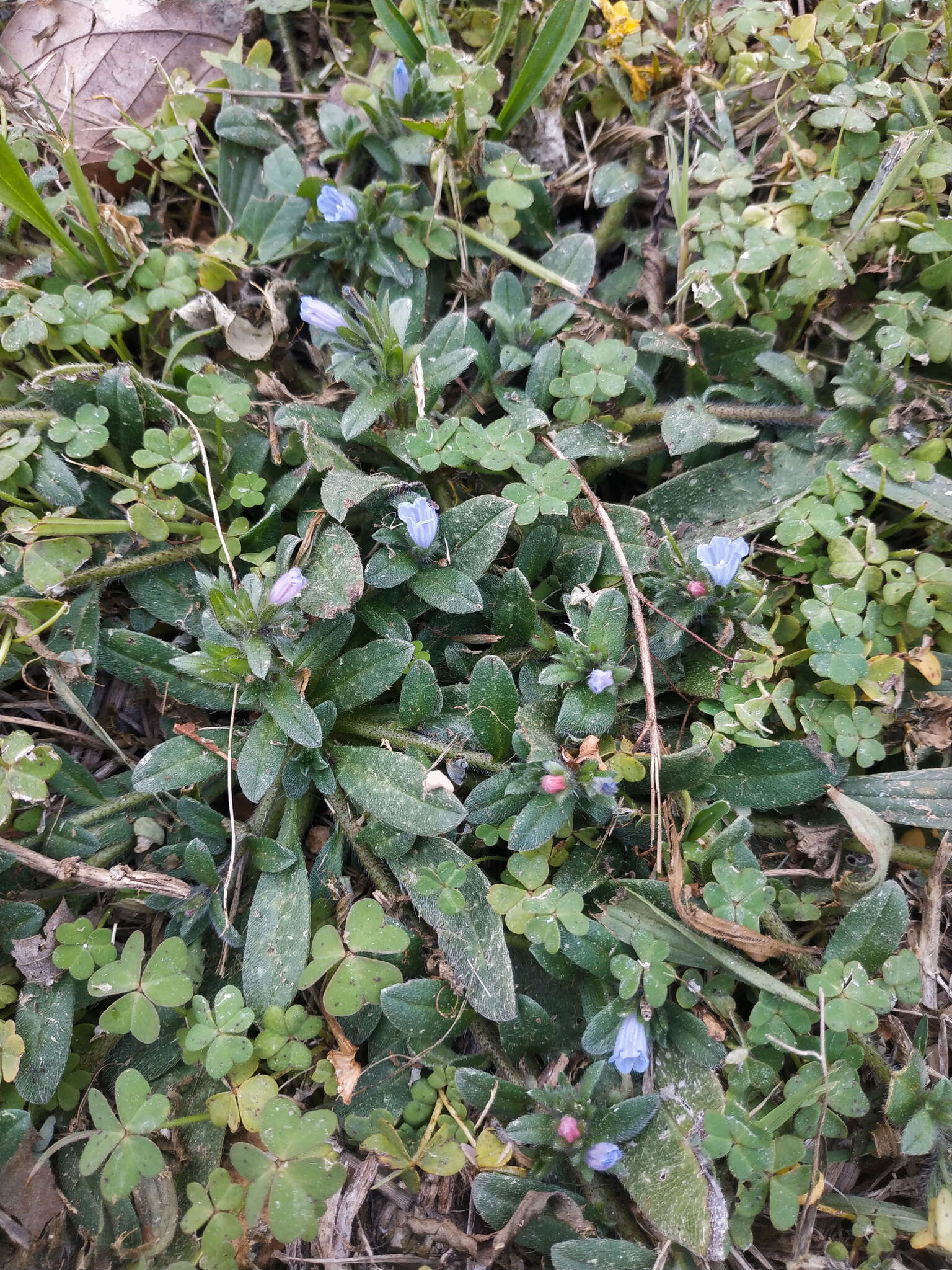 Image of Echium parviflorum Moench