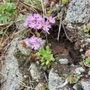 Primula mazurenkoae A. P. Khokhryakov resmi