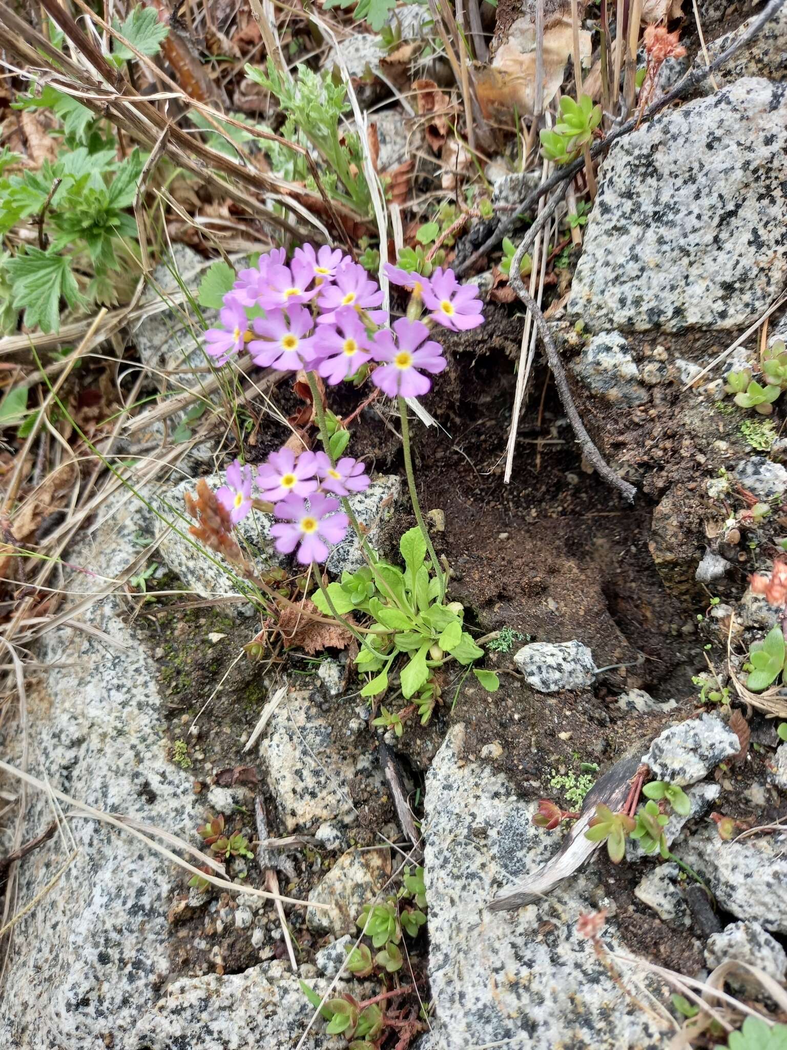 Image of Primula mazurenkoae A. P. Khokhryakov