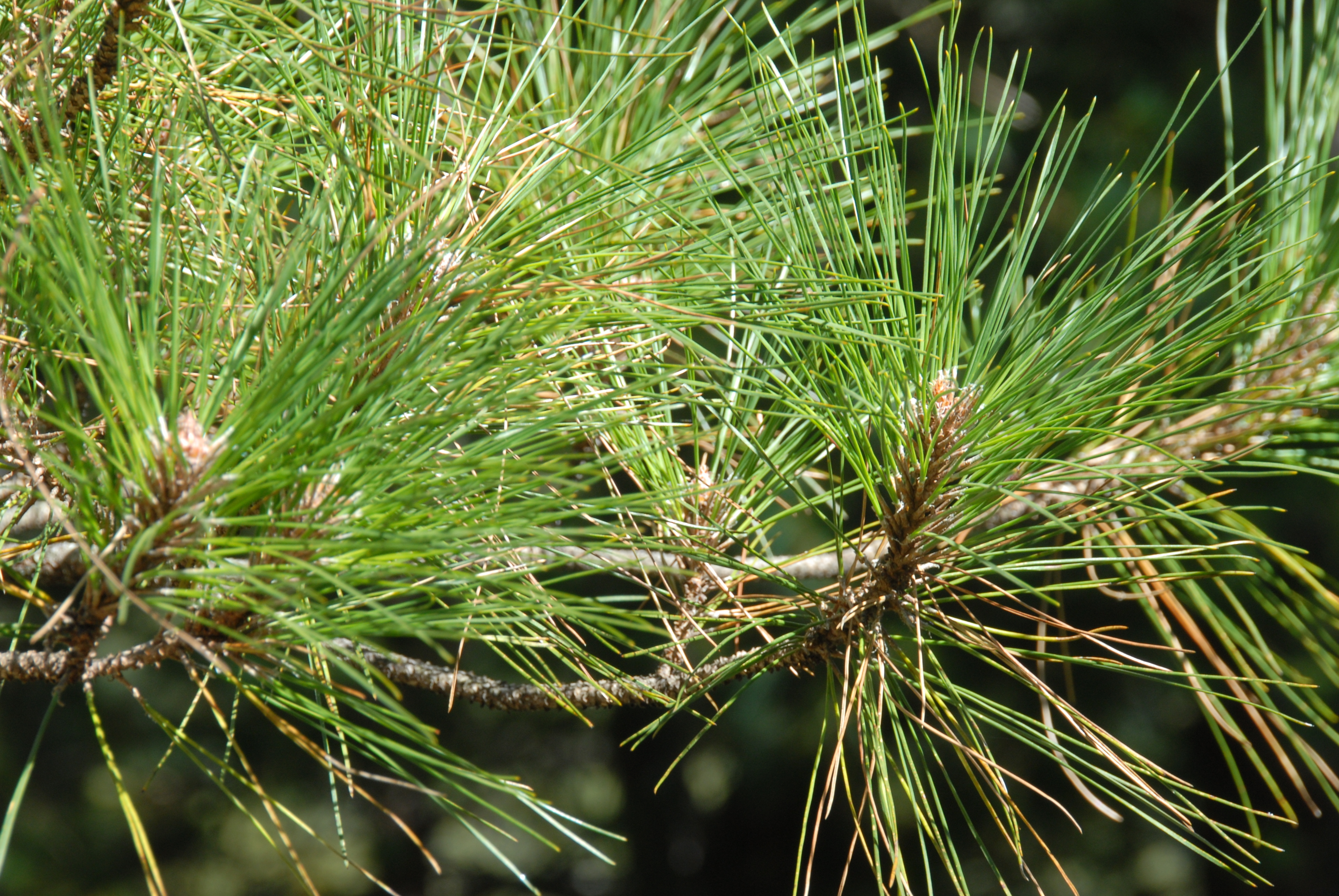 臺灣二葉松 玉山常見動植物 Inaturalist