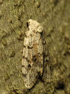 Image of Little White Lichen Moth