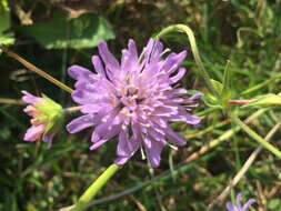 صورة Knautia dipsacifolia Kreutzer