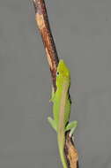 Anolis porcatus Gray 1840的圖片