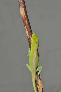 Image of Cuban green anole