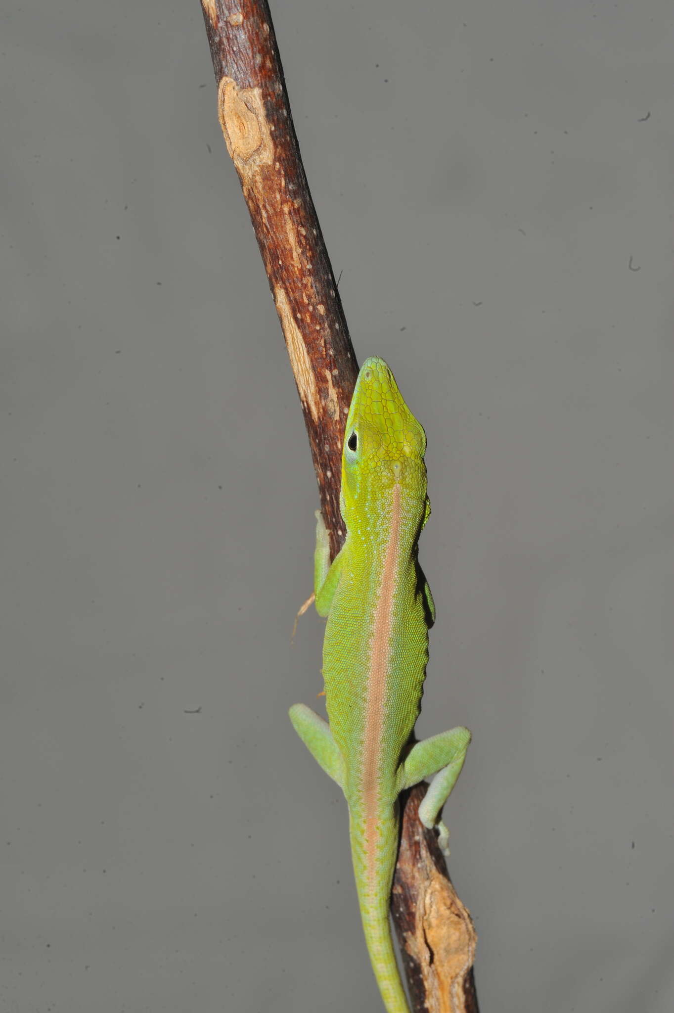 Anolis porcatus Gray 1840的圖片