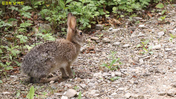 Imagem de Lepus coreanus Thomas 1892