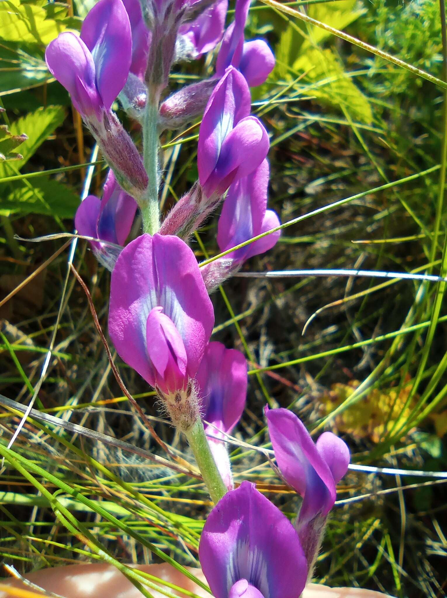 Image of Oxytropis baschkiriensis