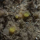 Image of Hymedesmia (Hymedesmia) rathlinia Goodwin & Picton 2009
