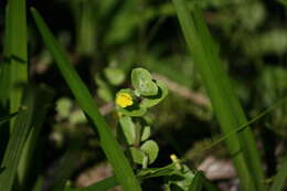 Sivun Erythranthe geyeri (Torr.) G. L. Nesom kuva