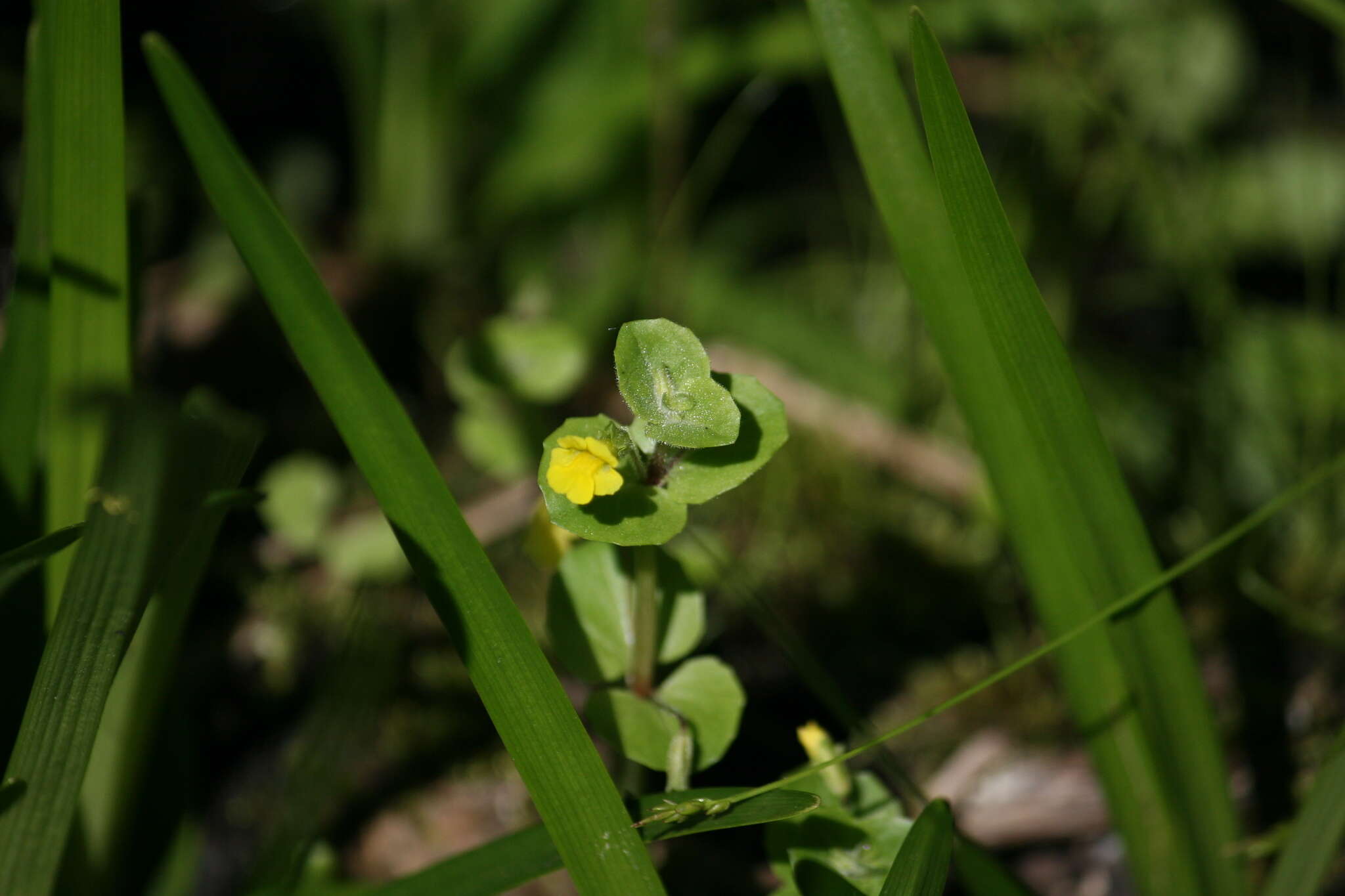 Image of James' monkeyflower