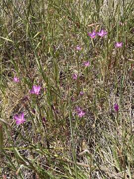 Image of slender clarkia