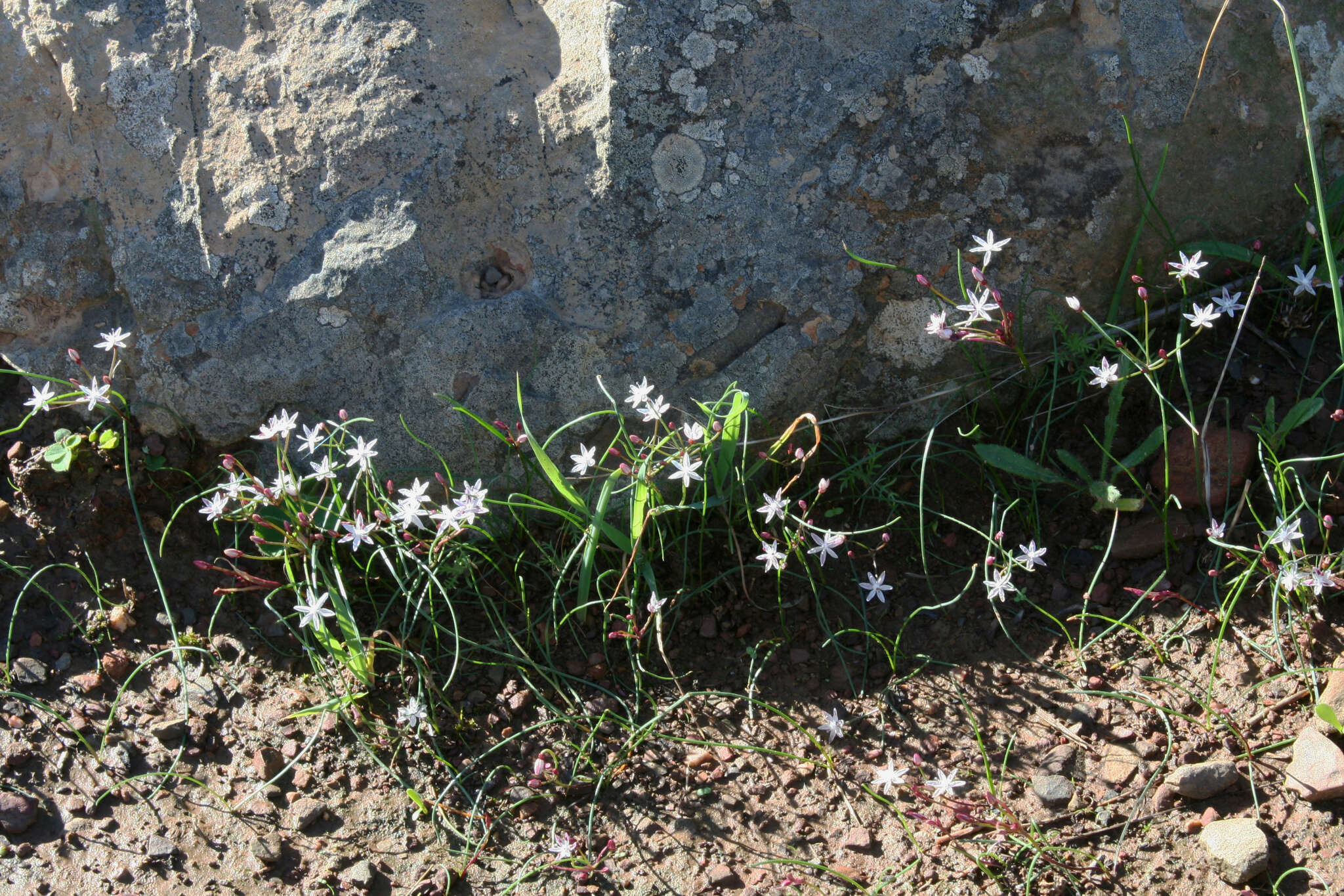 Image of Strumaria tenella subsp. tenella