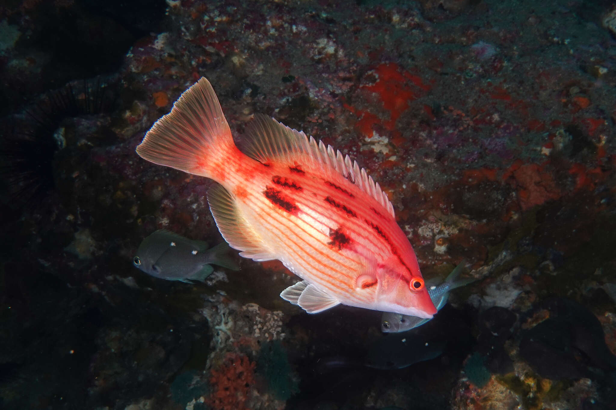 Sivun Bodianus unimaculatus (Günther 1862) kuva