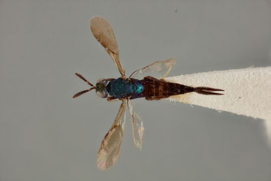 Image of <i>Divna hirtura</i> Boucek 1988