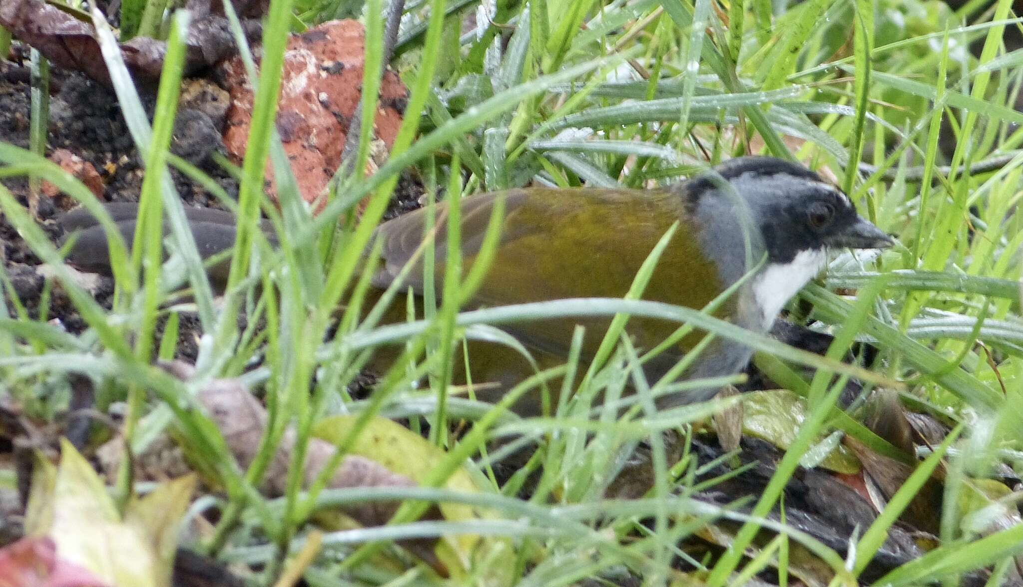 Image of Grey-browed Brushfinch