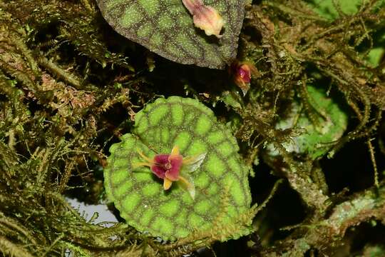 Image of Lepanthes saltatrix Luer & Hirtz