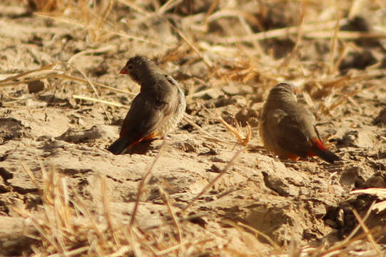 Image of Orange-breasted Waxbill