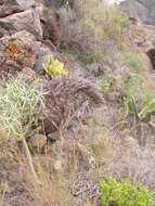 Image of Aeonium nobile (Praeger) Praeger