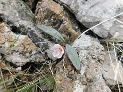 Claytonia panamintensis Stoughton resmi