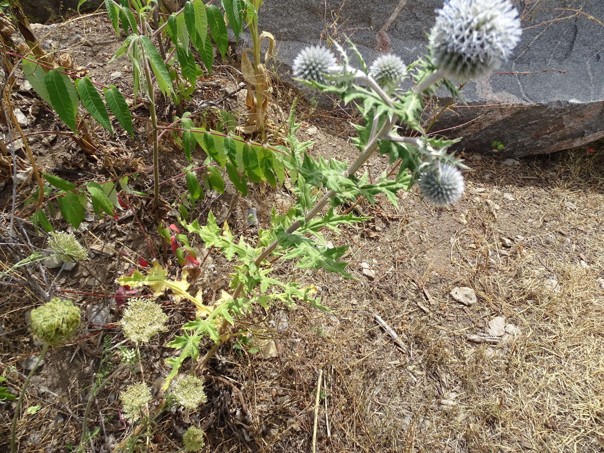 Echinops sphaerocephalus L. resmi