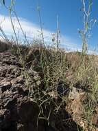 Plancia ëd Brickellia eupatorioides var. chlorolepis (Woot. & Standl.) B. L. Turner