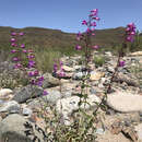 Image de Penstemon spectabilis var. subinteger (D. D. Keck) C. C. Freeman