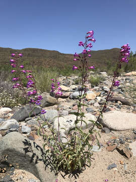 Image of Penstemon spectabilis var. subinteger (D. D. Keck) C. C. Freeman