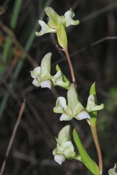 Image of Disperis circumflexa subsp. aemula (Schltr.) J. C. Manning