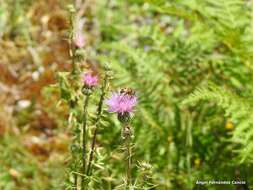 Image de Cirsium pyrenaicum (Jacq.) All.