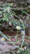 Слика од Erigeron sionis Cronq.