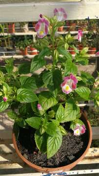 Image de Torenia