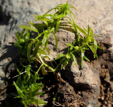 Image of short-leaved water starwort