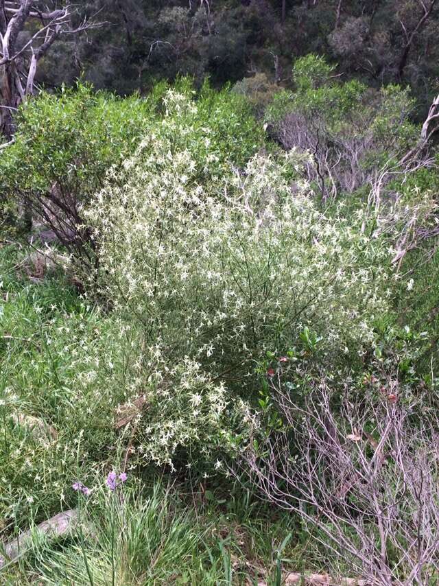 Image of Anthocercis angustifolia F. Müll.