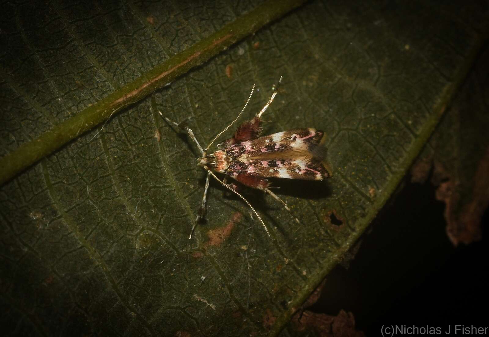 Image of Persicoptila oenosceles Turner 1917