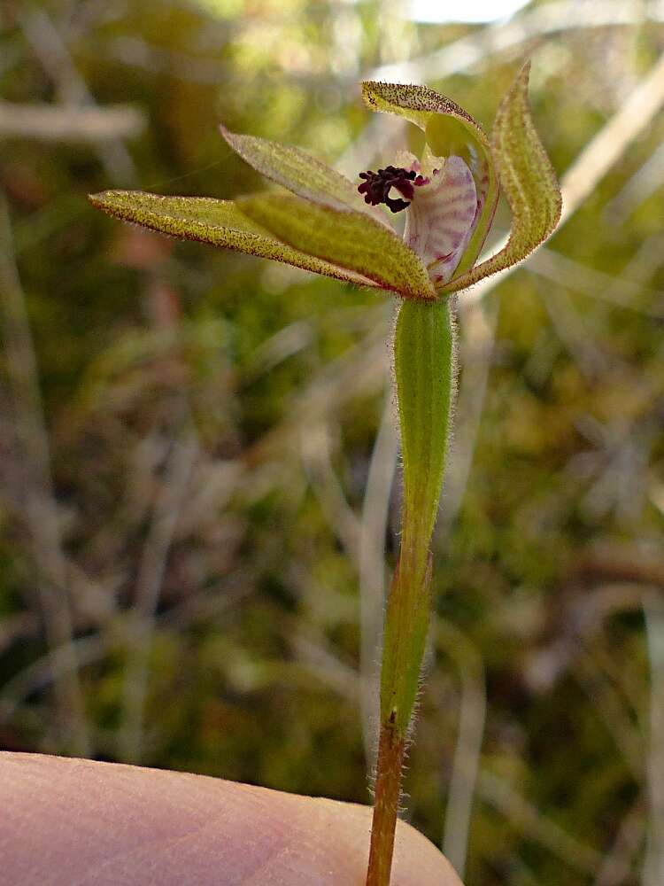 صورة Caladenia atradenia D. L. Jones, Molloy & M. A. Clem.