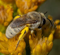 Image of Colletes ochraceus Swenk 1906