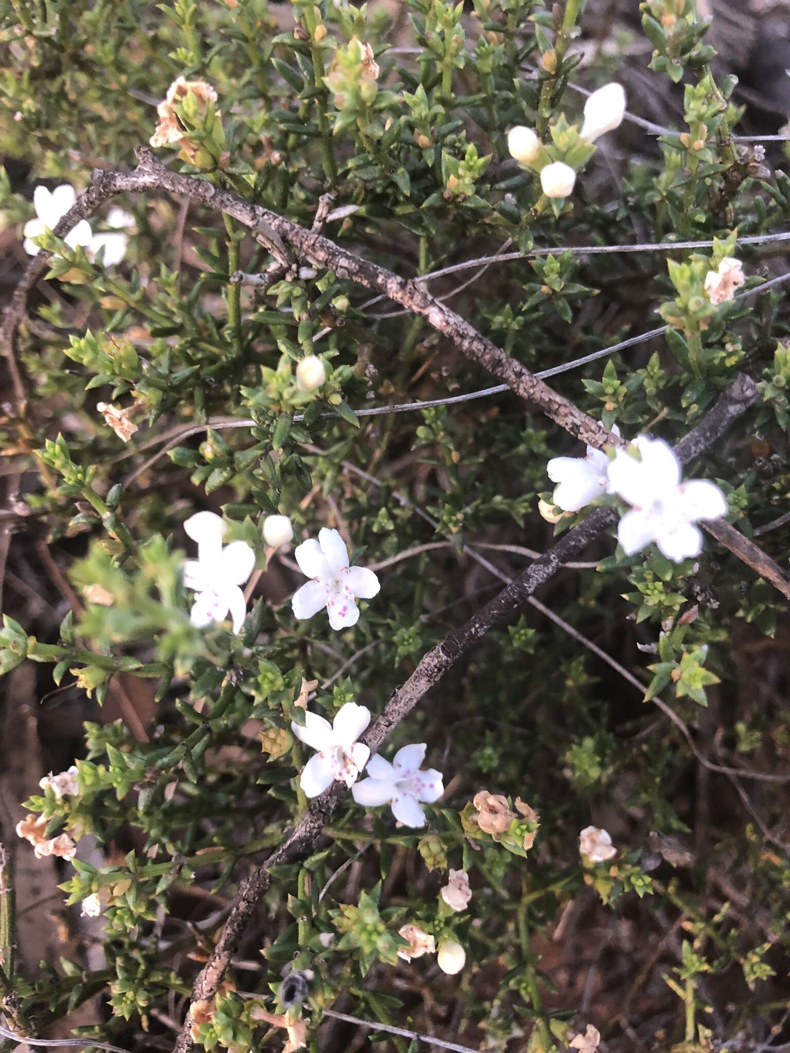 Image of Westringia rigida R. Br.