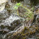 Sivun Erigeron fernandezianus (Colla) Solbrig kuva