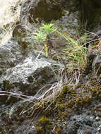 Image of Erigeron fernandezianus (Colla) Solbrig