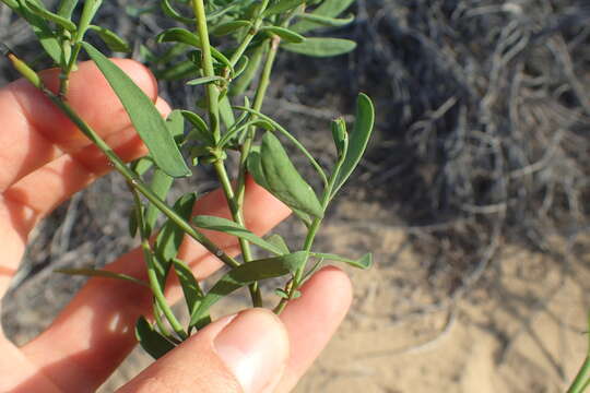 Imagem de Heliophila linearis (Thunb.) DC.