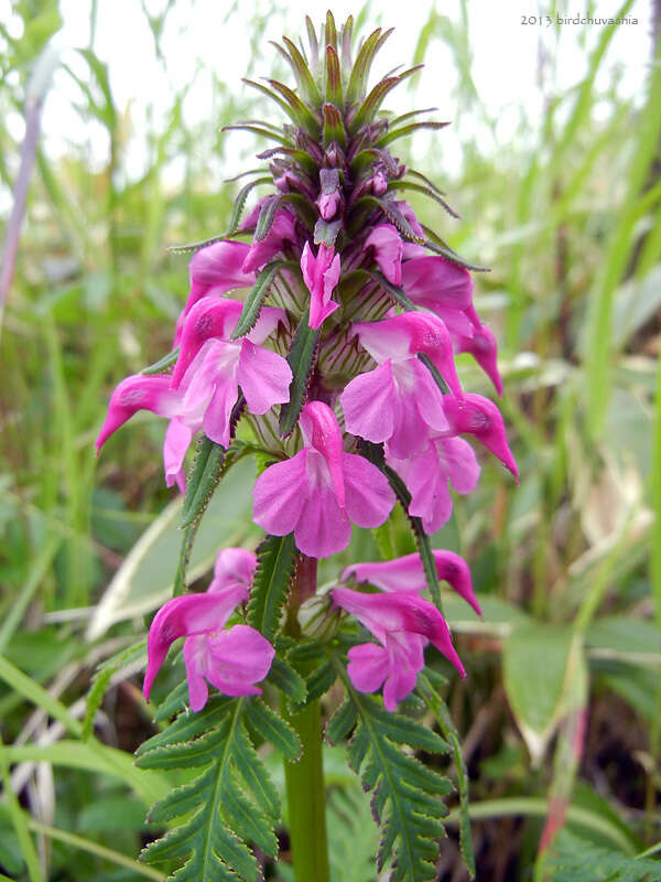 Слика од Pedicularis chamissonis Stev.