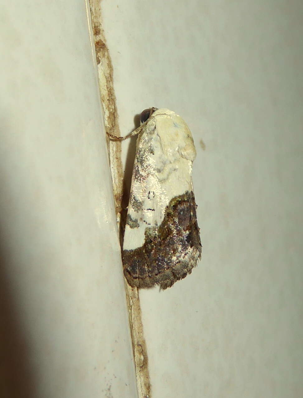 Image of Acontia discoidea Hopffer 1862