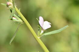 Image of Misopates calycinum (Vent.) Rothm.