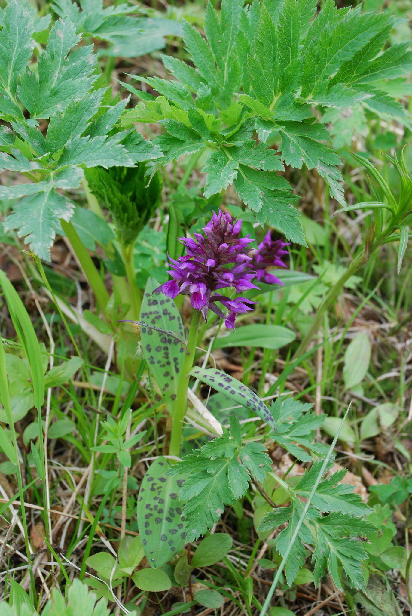 Image of Dactylorhiza aristata (Fisch. ex Lindl.) Soó