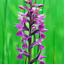 Image of Narrow-leaved marsh-orchid