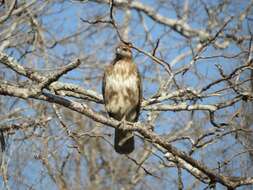 Image of Madagascan Buzzard