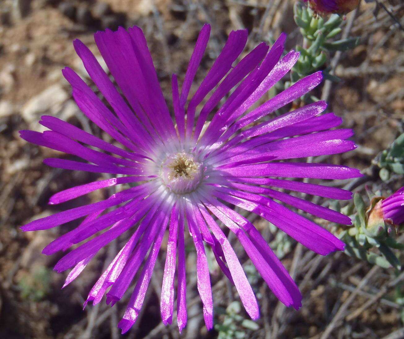 Image of Lampranthus affinis L. Bol.