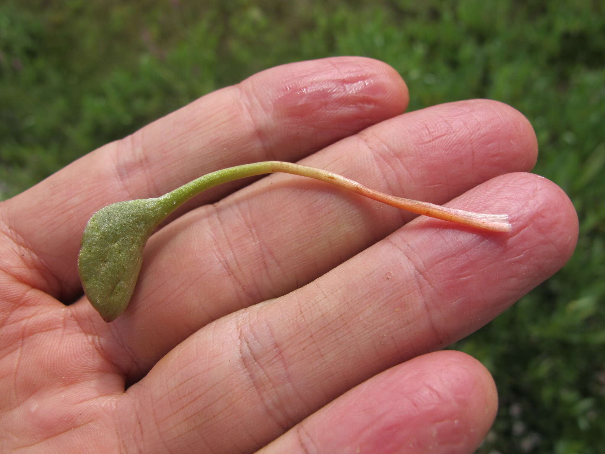 Image of Sierran Springbeauty