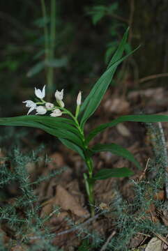 Image of Sword-leaved helleborine