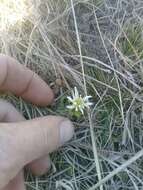 Imagem de Anemone decapetala Ard.